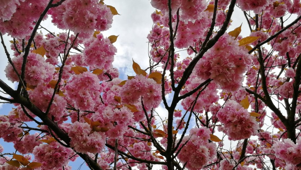 Sakura ve Vysoké