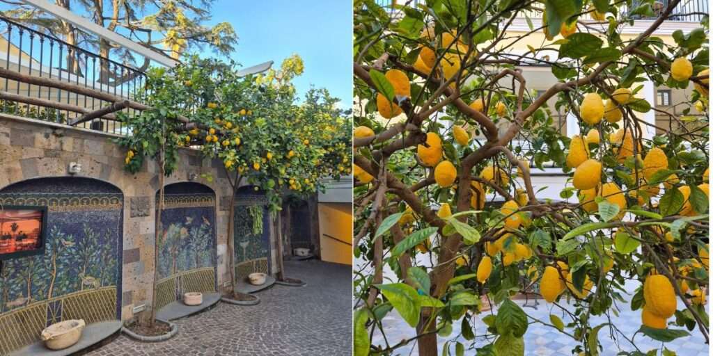 citrony Sorrento